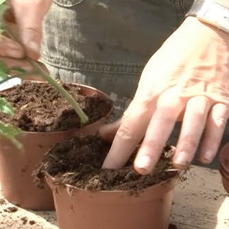 tomat stiklinger tomat stiklinger